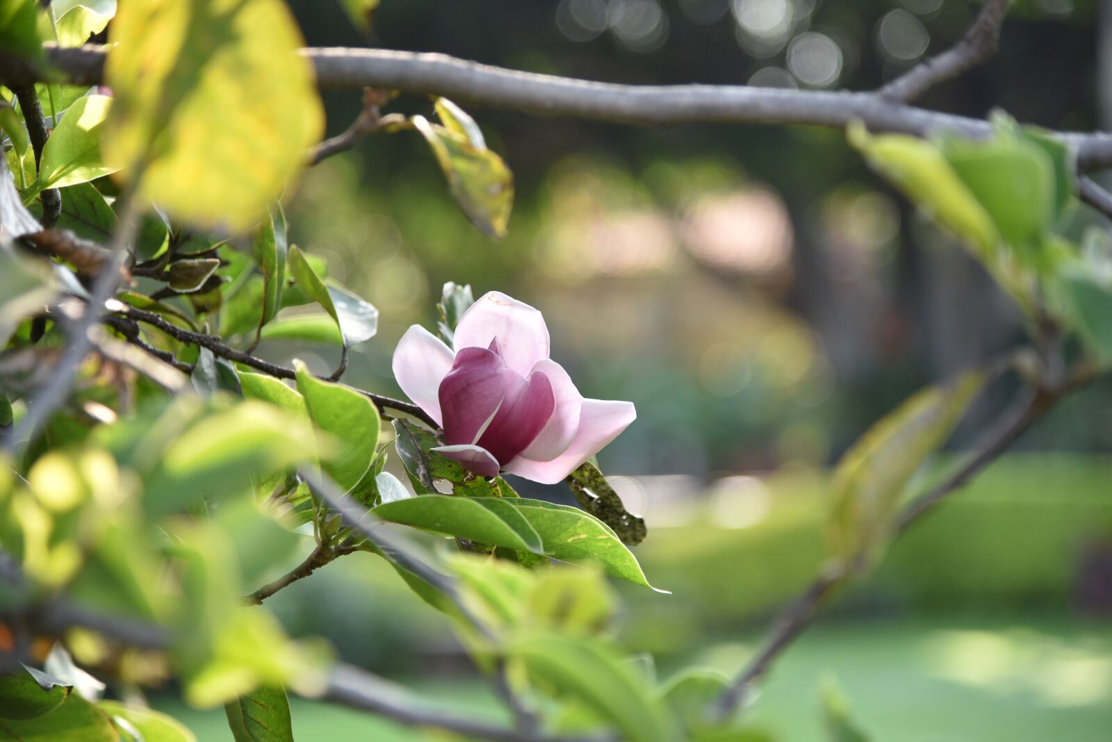 Nikon D750 sample photo. Plants, garden, spring photography