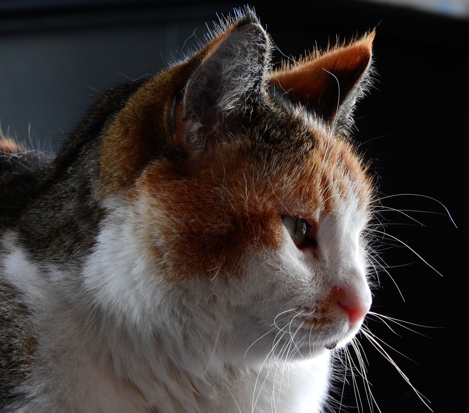 Nikon Coolpix P610 sample photo. Cat, cute, animal photography