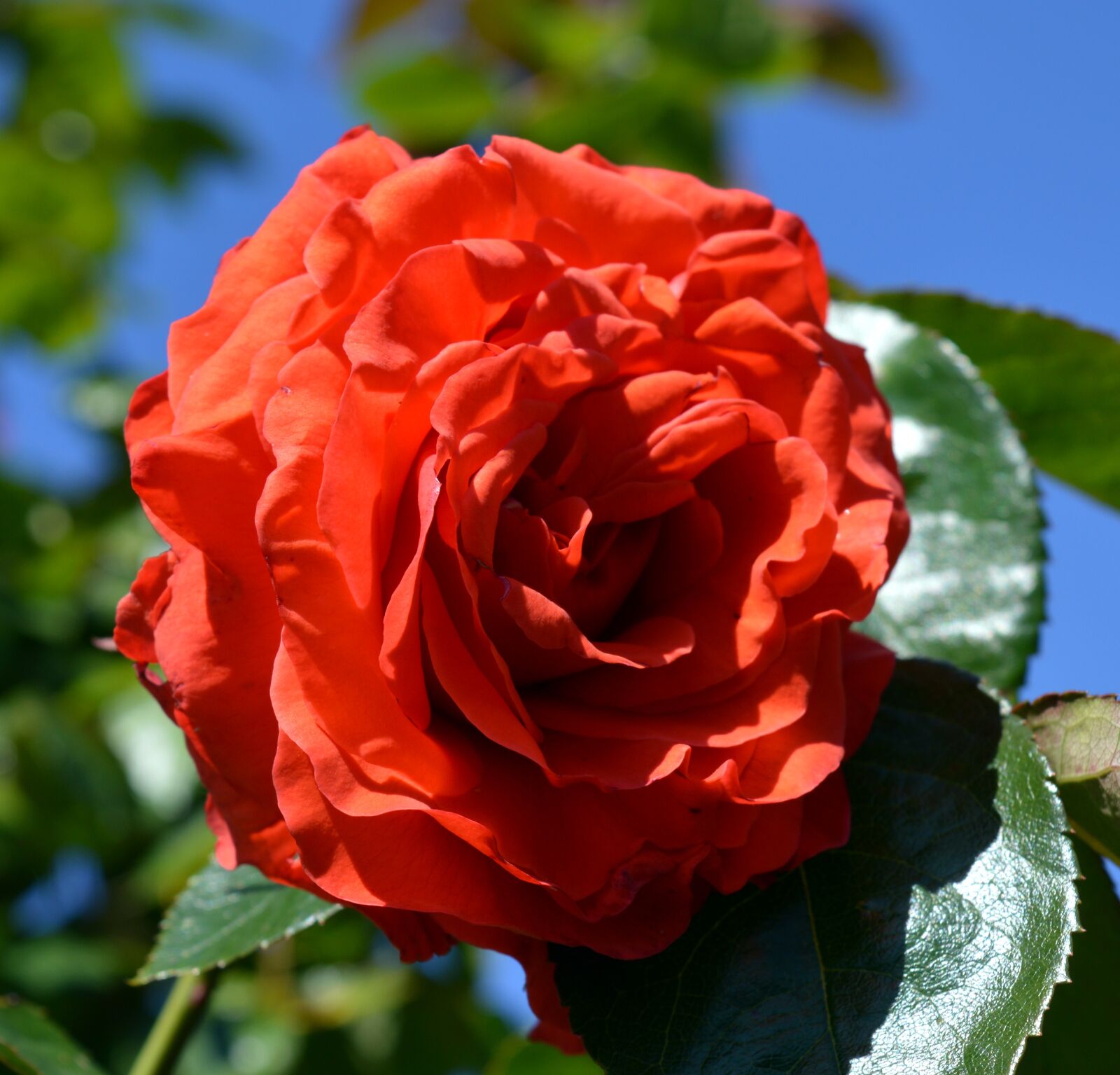 Nikon D3200 sample photo. Rose, floribunda, blossom photography