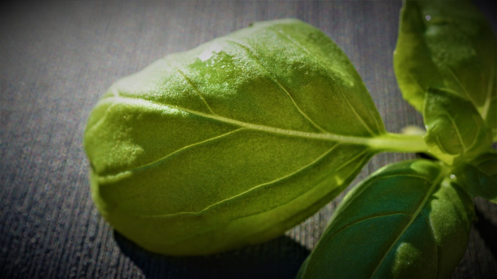 Sony E 30mm F3.5 Macro sample photo. Basil leaves, basil, kitchen photography