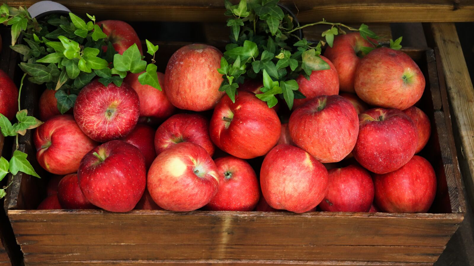 Canon EOS 200D (EOS Rebel SL2 / EOS Kiss X9) sample photo. Apple, asian fruit, asian photography