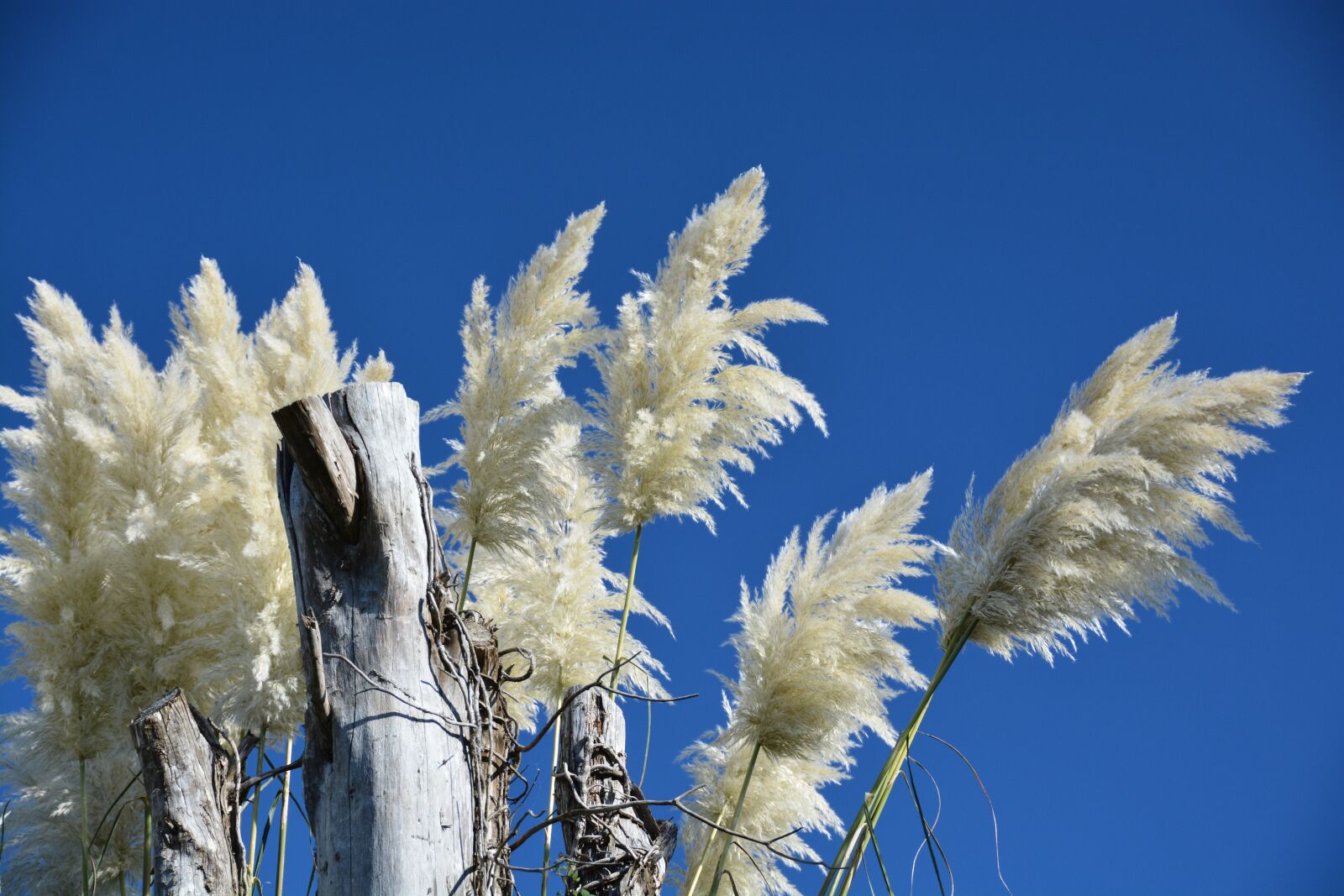 Nikon D7100 sample photo. Sky, white, blue photography