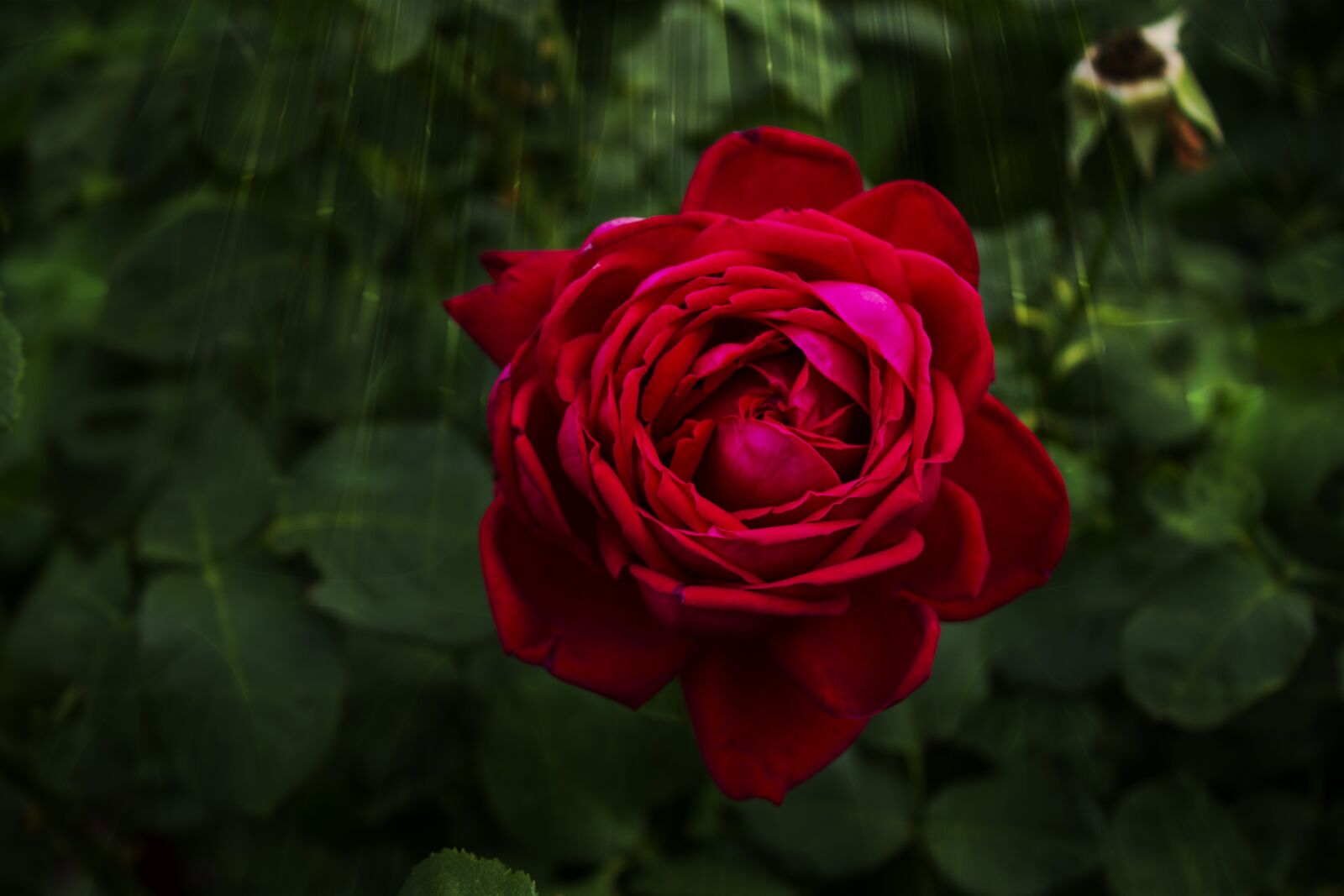 Canon EOS 600D (Rebel EOS T3i / EOS Kiss X5) sample photo. Summer, garden, rose photography