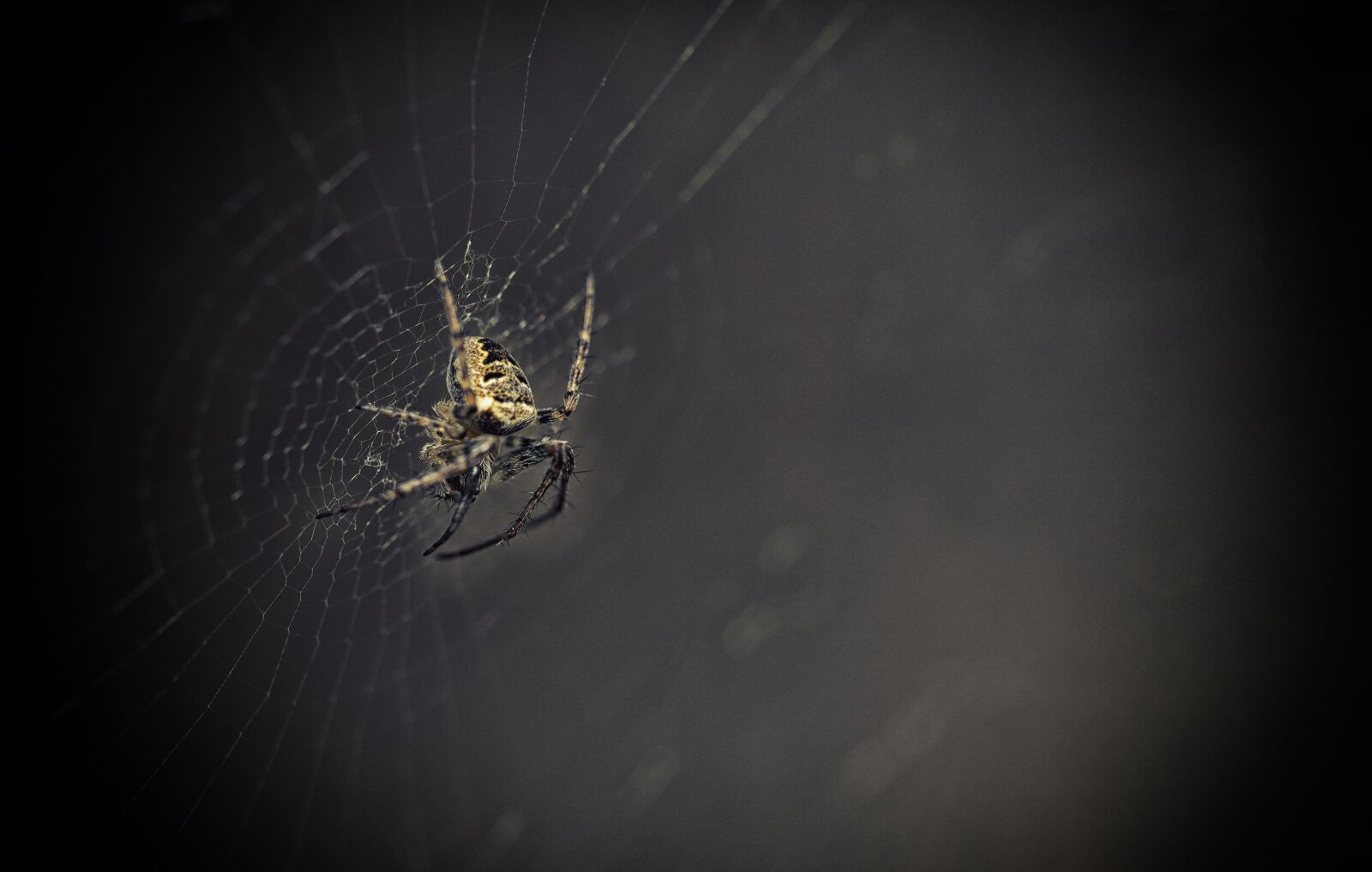 LUMIX G VARIO 12-35/F2.8II sample photo. Spider, emotion, fear photography