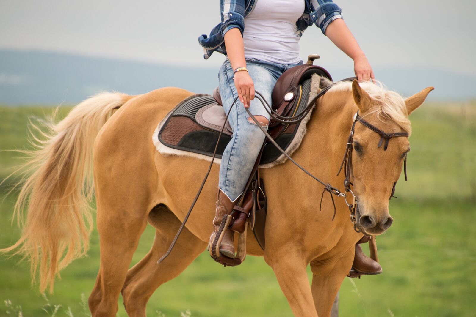 Nikon D3300 sample photo. Horse, western, palomino photography