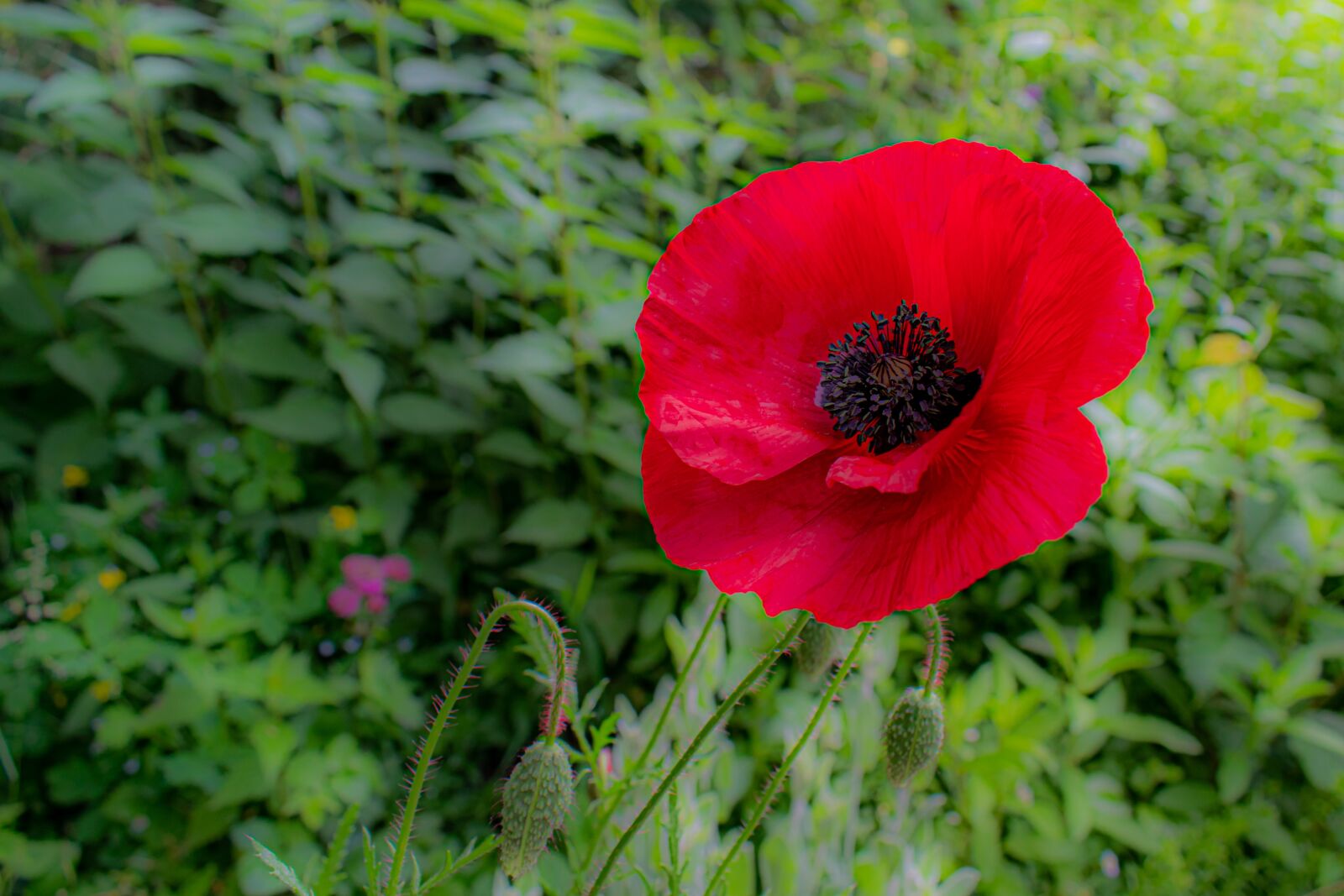 Nikon D5300 sample photo. Poppy, poppy flower, red photography