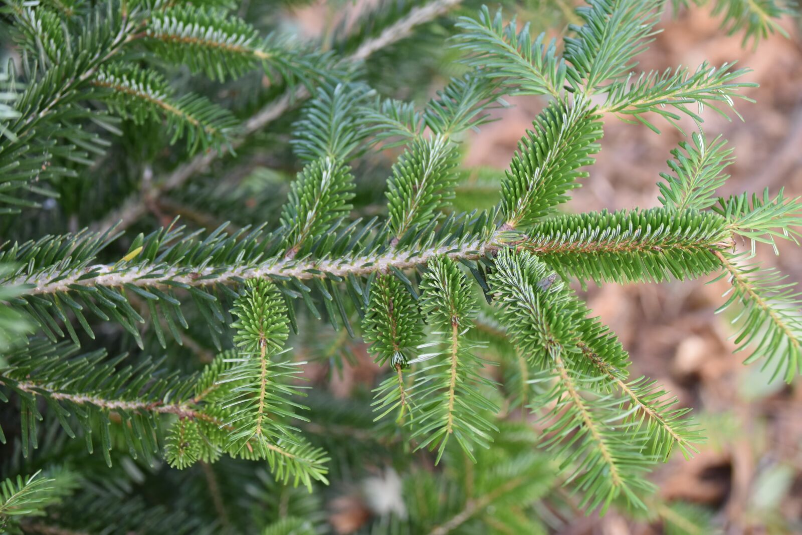 Nikon D5600 sample photo. Fir, fir branch, green photography
