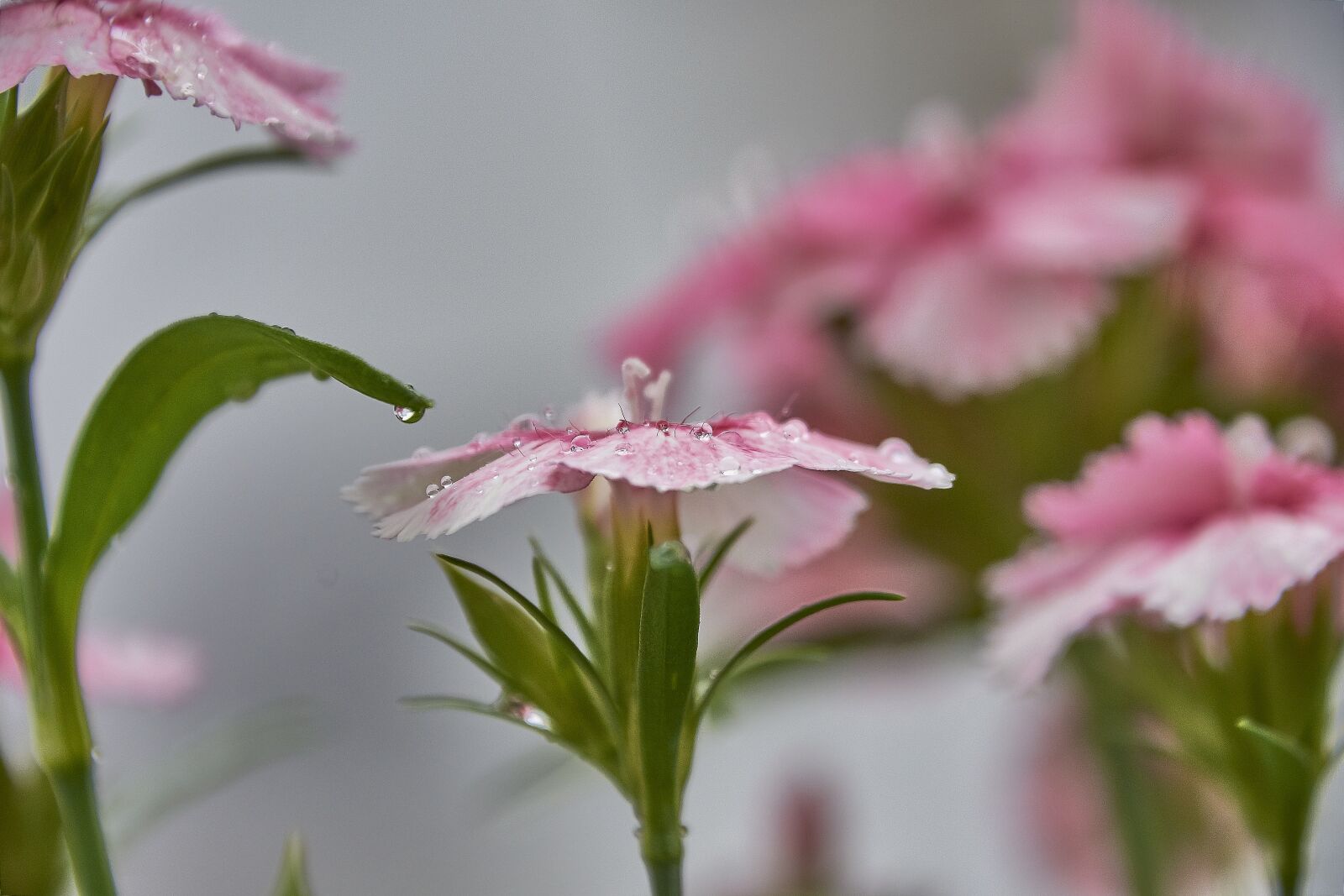 Nikon D7200 sample photo. Flower, nature, plant photography
