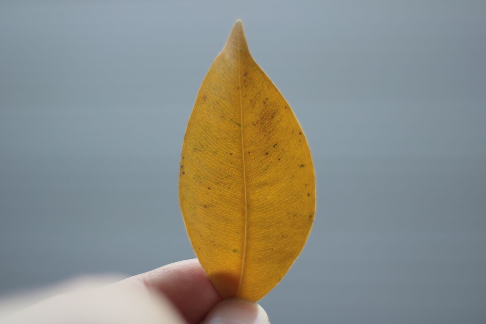 Canon EOS 750D (EOS Rebel T6i / EOS Kiss X8i) sample photo. Leaf, garden, nature photography
