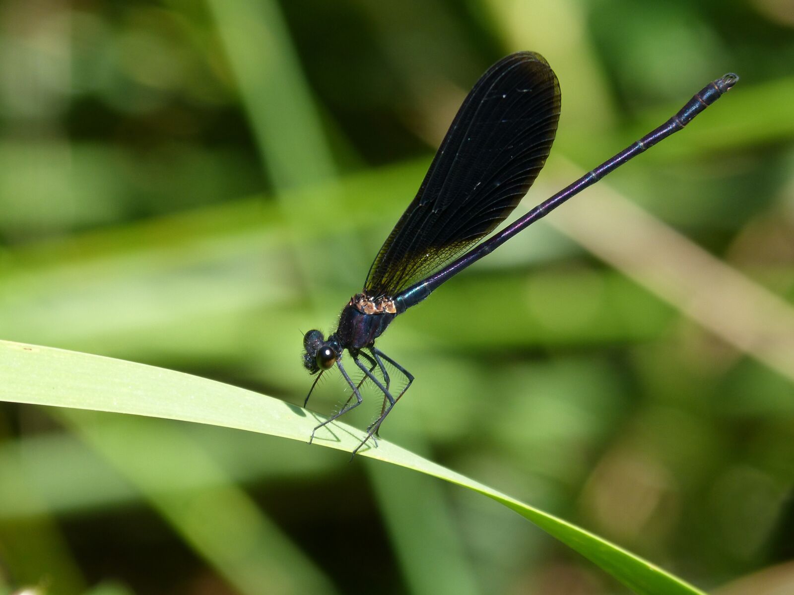 Panasonic DMC-FZ62 sample photo. Black dragonfly, damselfly, leaf photography