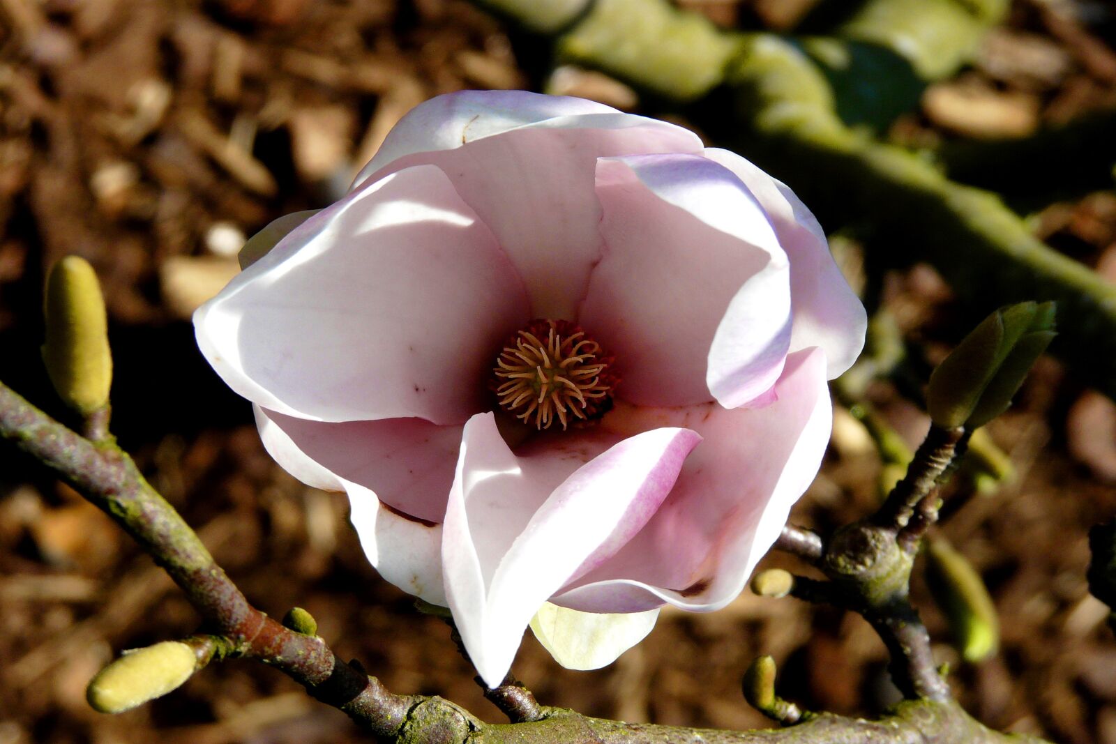 Panasonic DMC-FZ18 sample photo. Magnolia, tulip tree, blossom photography