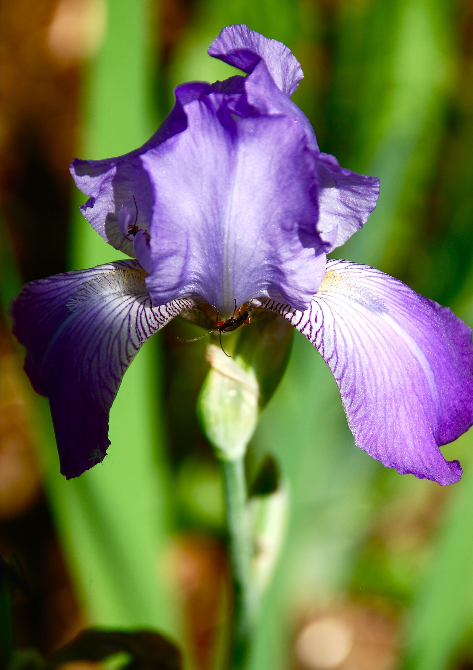 Nikon D60 sample photo. Purple, iris, flower photography