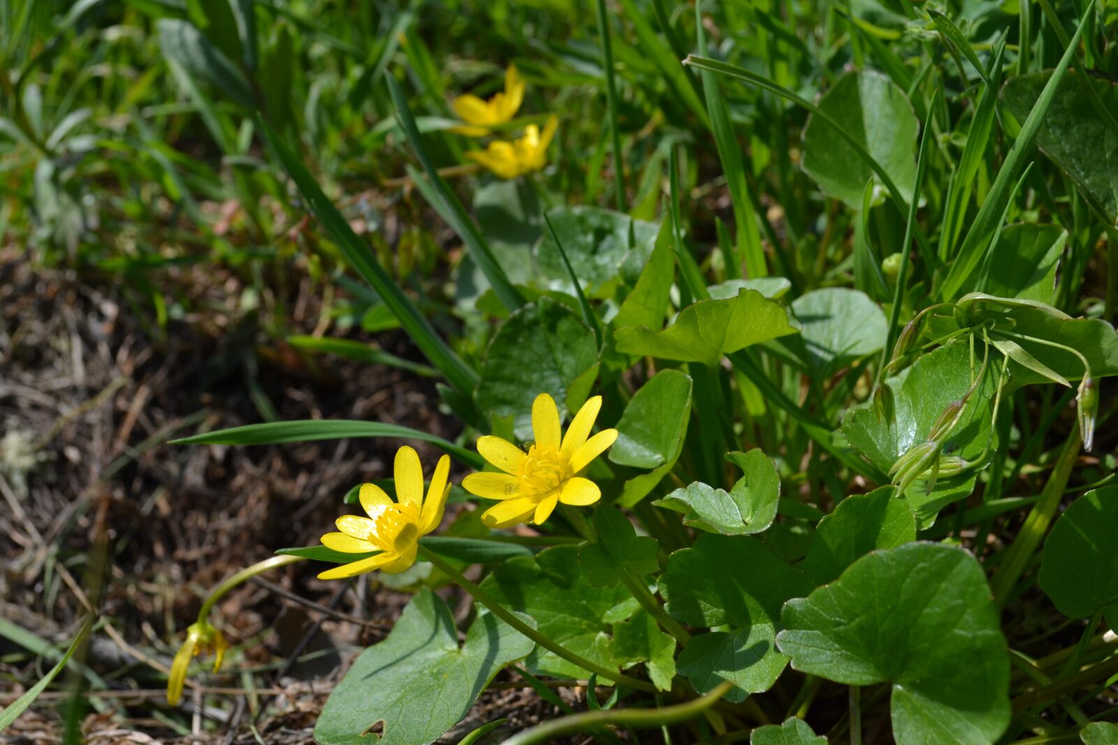Nikon D3100 sample photo. Spring, flowers, meadow photography