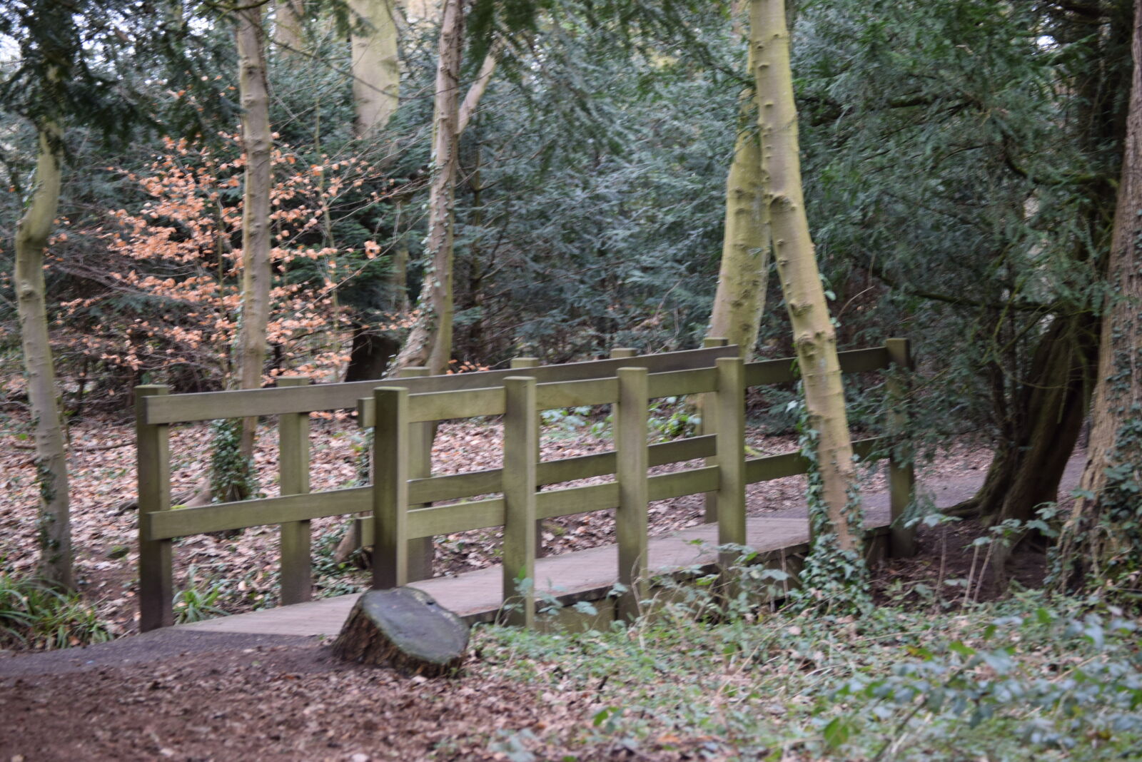 Nikon D5300 sample photo