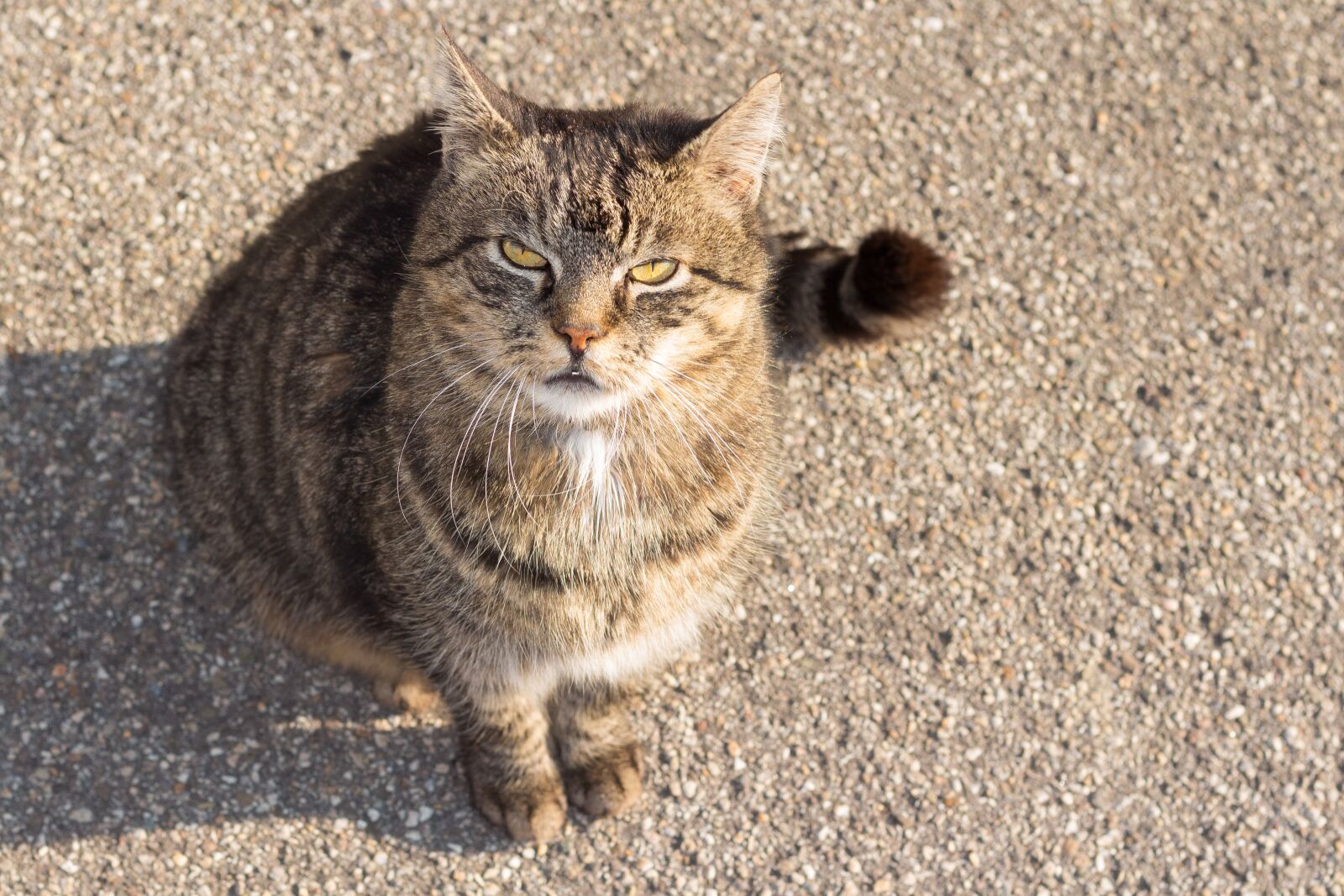 Canon EOS 700D (EOS Rebel T5i / EOS Kiss X7i) + Canon EF 50mm F1.8 STM sample photo. Domestic cat, cat, purr photography