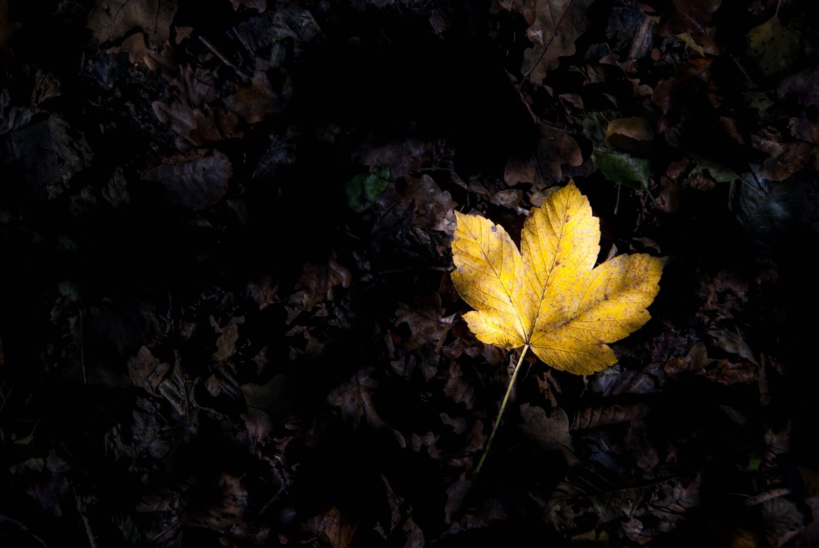 Sony Alpha DSLR-A200 sample photo. Leaves, autumn, forest photography