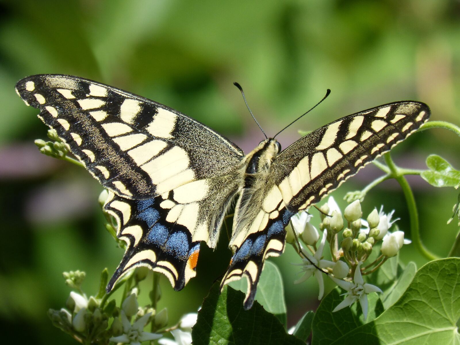 Panasonic DMC-FZ62 sample photo. Butterfly, libar, machaon photography