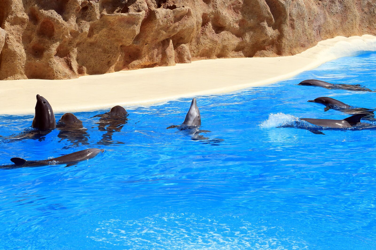 Canon EOS 7D Mark II sample photo. Dolphins, tenerife, loro park photography