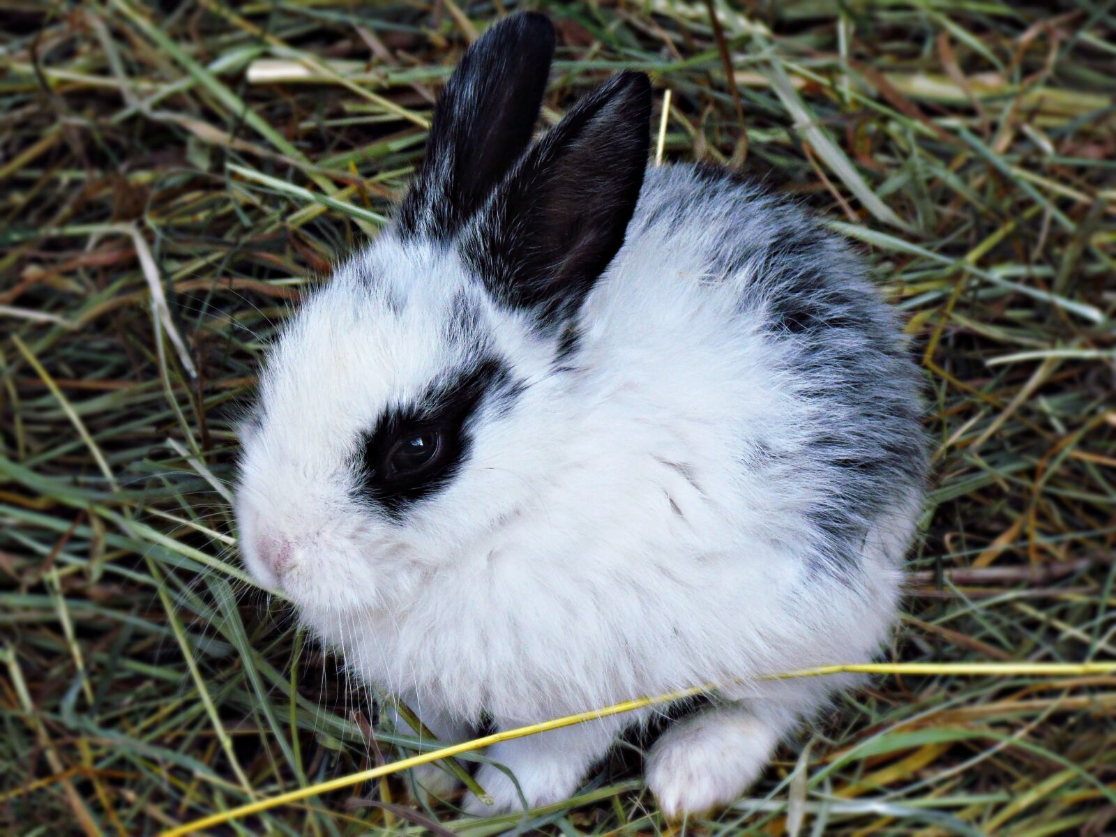 Canon PowerShot SX30 IS sample photo. Charming, rabbit, animals photography