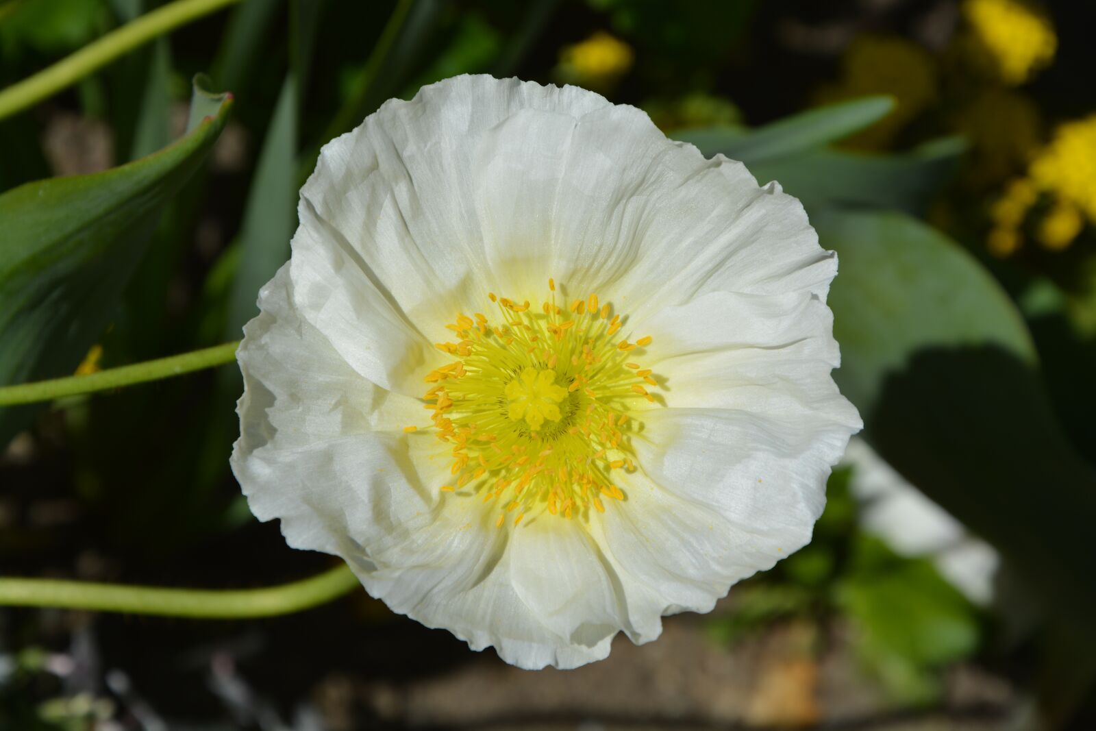 Nikon D5200 sample photo. Flower, white, yellow photography