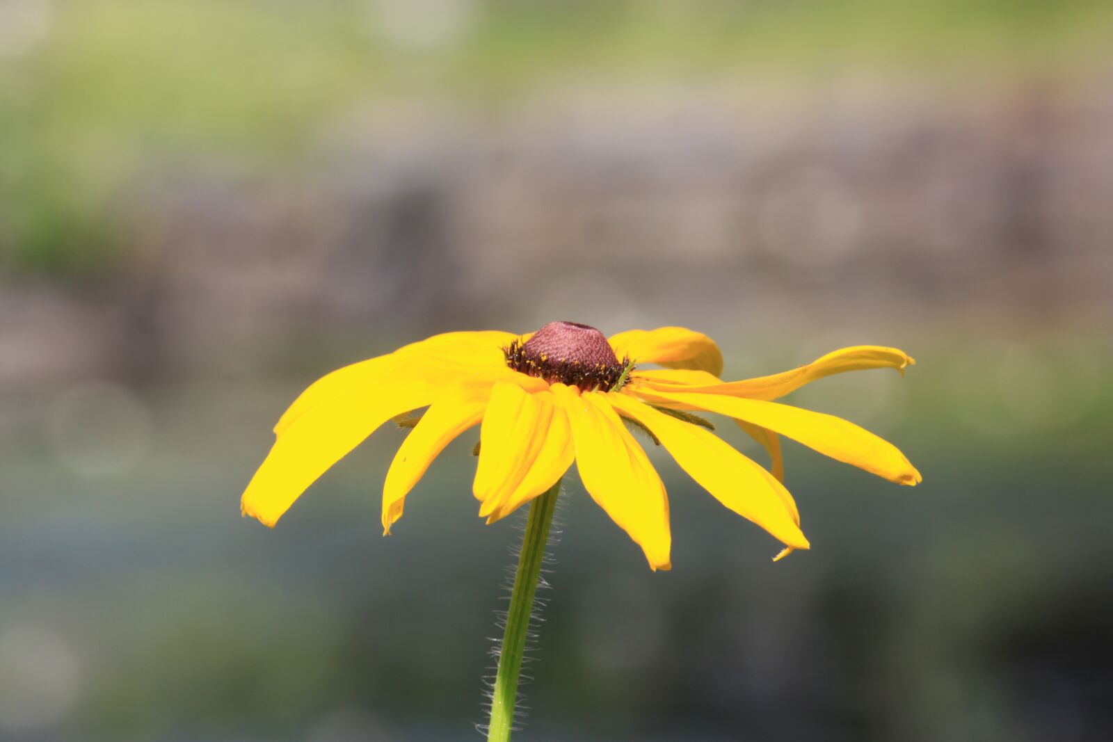Canon EOS 50D sample photo. Rudbeckia, flowers, nature photography