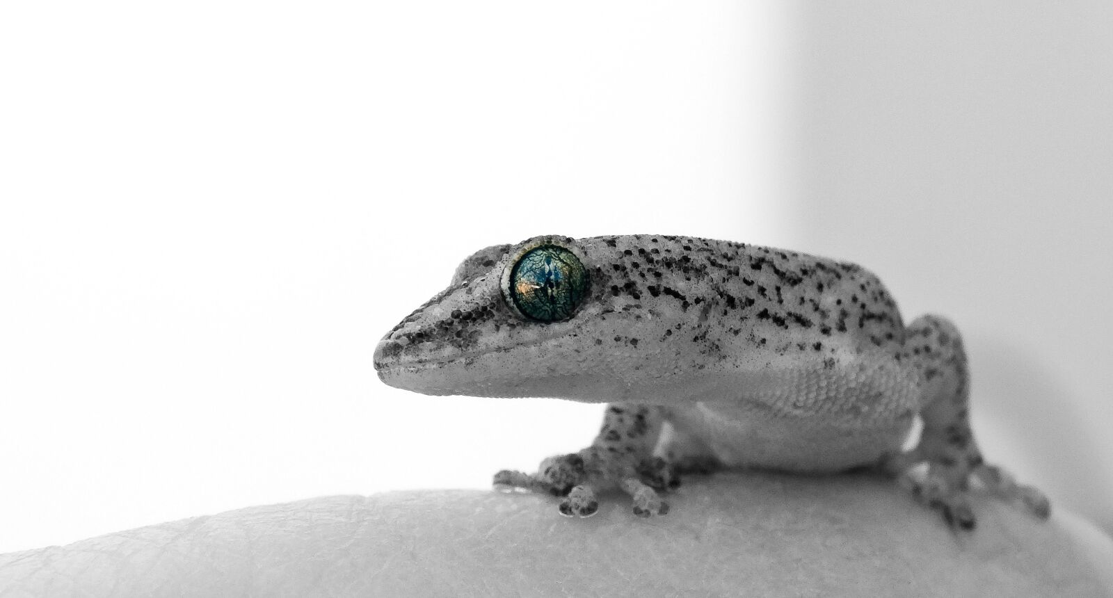Sony Cyber-shot DSC-HX300 sample photo. Gecko, eye, lizard photography