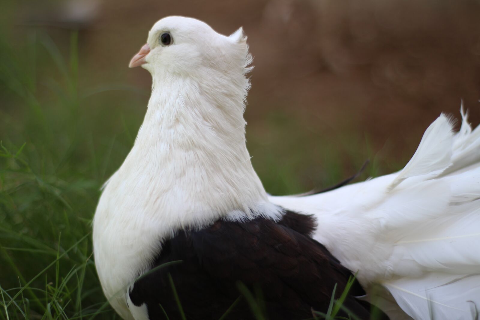 Canon EOS 700D (EOS Rebel T5i / EOS Kiss X7i) sample photo. Animal, bird, pigeons photography
