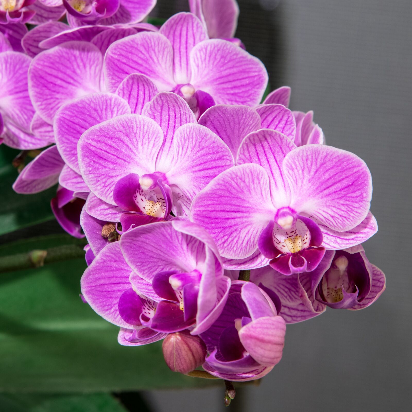 Nikon D850 sample photo. Phalaenopsis, orchid, flower photography