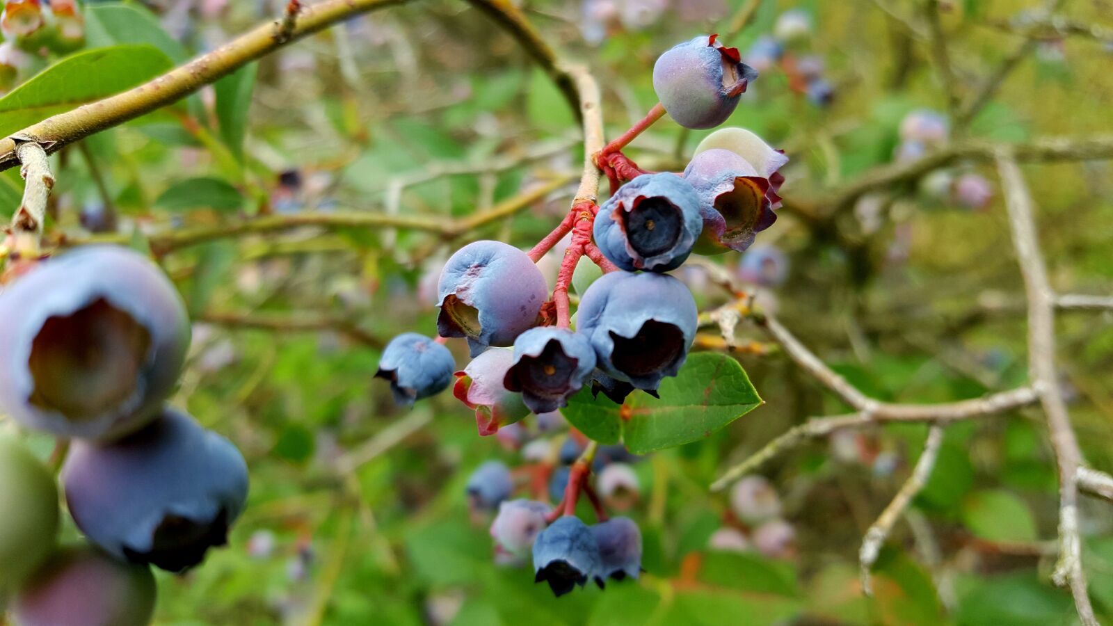Samsung Galaxy S6 sample photo. Blueberry, fruit, grow photography