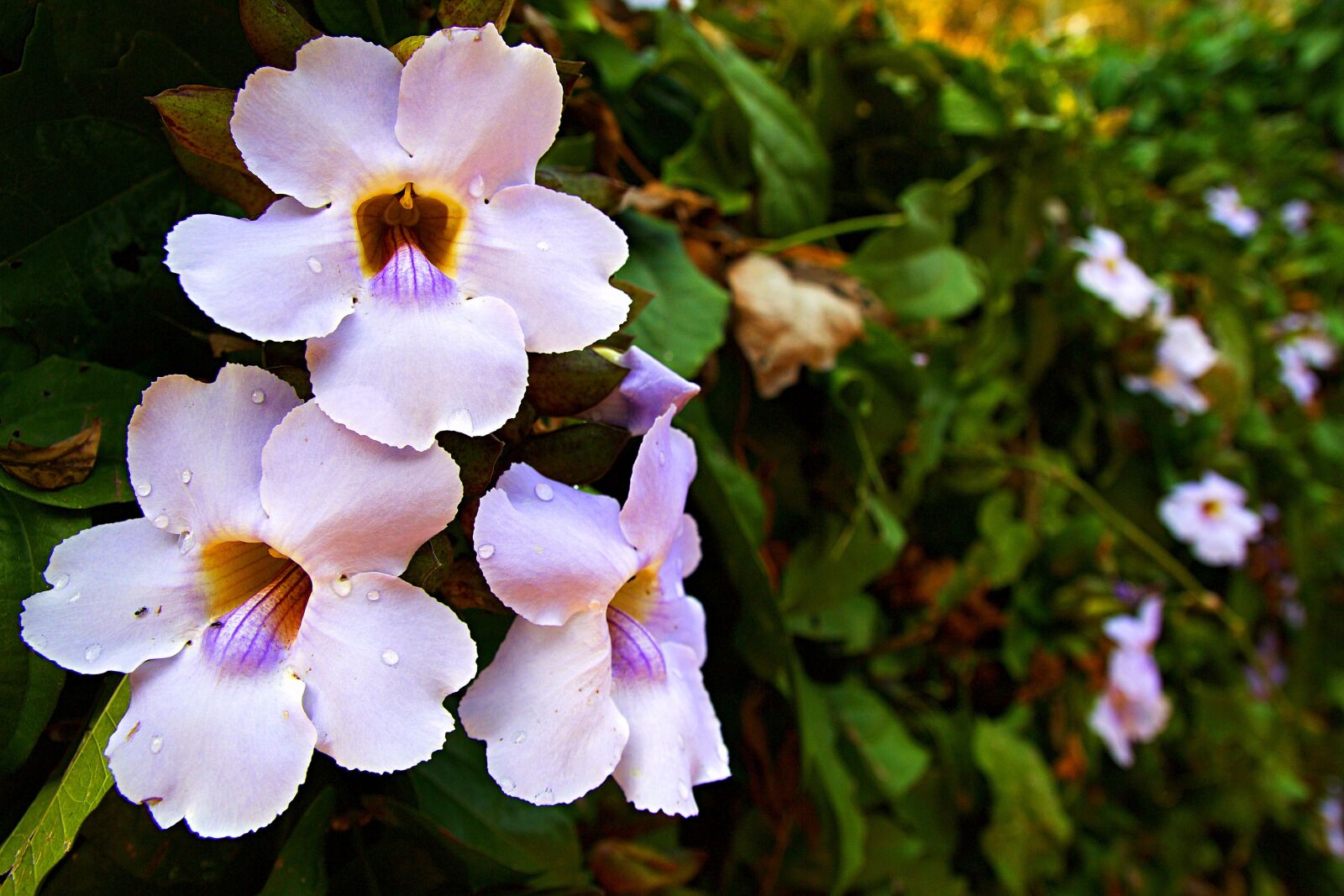 Canon EOS 600D (Rebel EOS T3i / EOS Kiss X5) sample photo. Chiang rai, thailand, flower photography