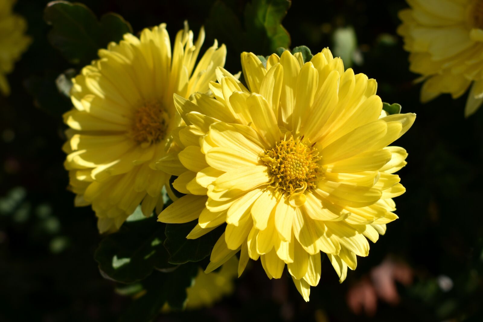 Nikon D3500 sample photo. Chrysanthemum, flower, bloom photography