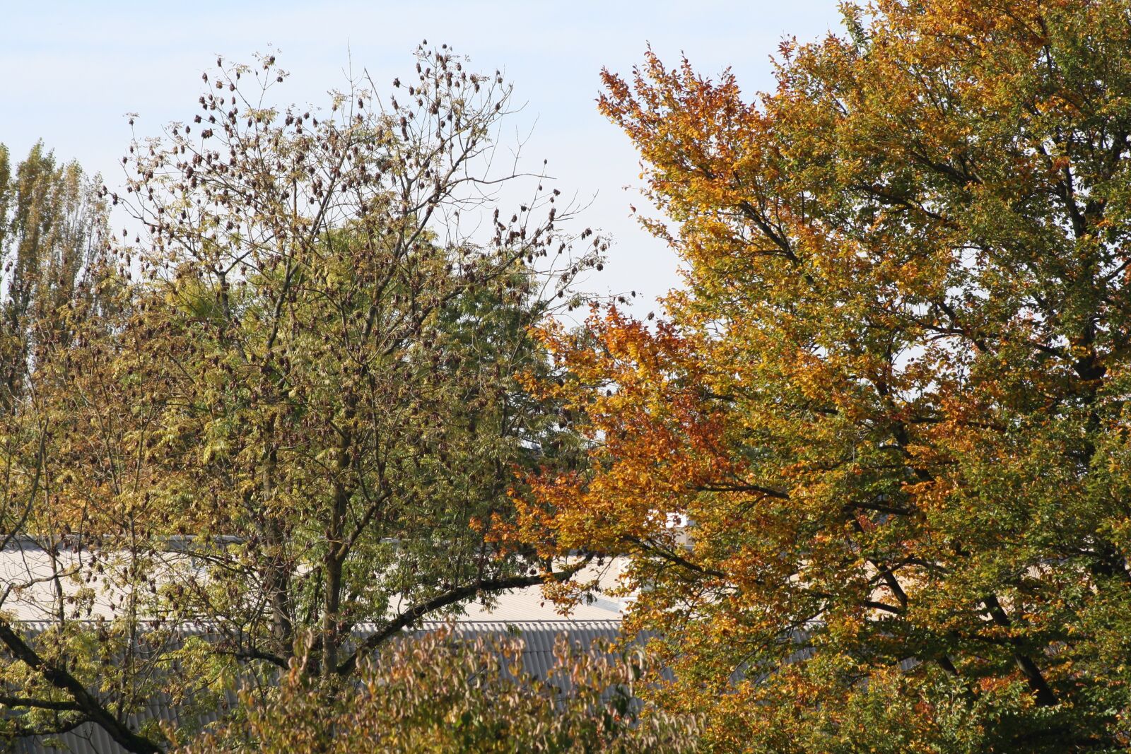 Canon EOS 1000D (EOS Digital Rebel XS / EOS Kiss F) sample photo. Tree, autumn, sky photography