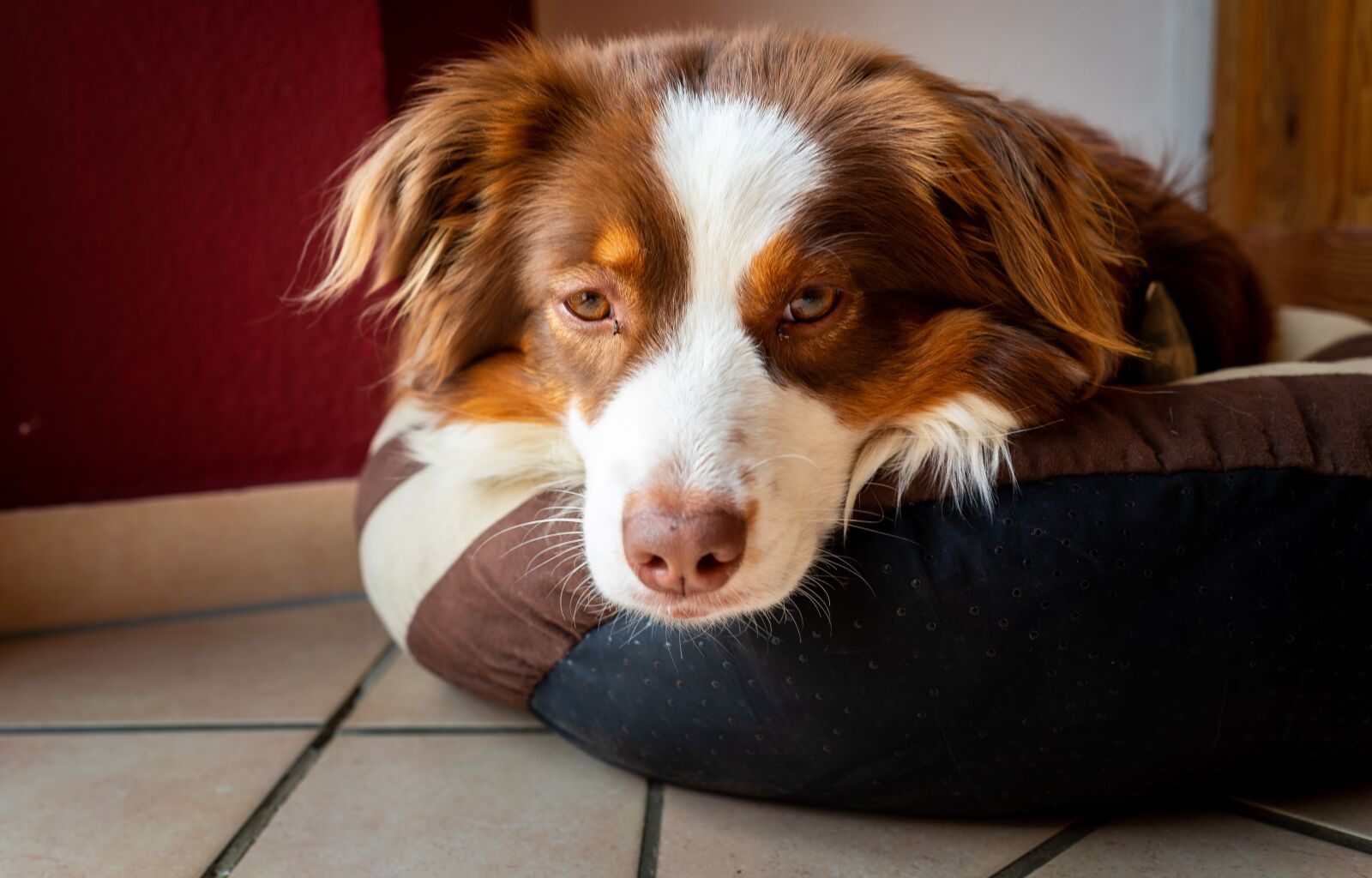 Sony a7 + Sony FE 28mm F2 sample photo. Dog, sweet, pet photography