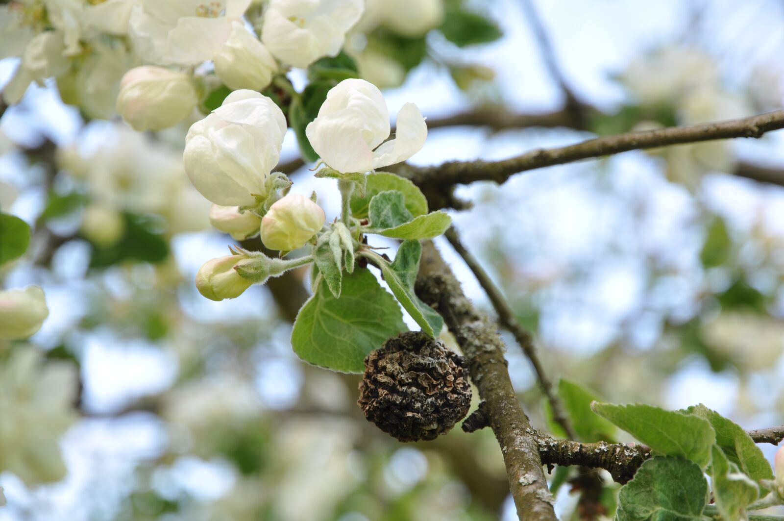 Nikon D90 sample photo. Apple blossoms, spring, light photography