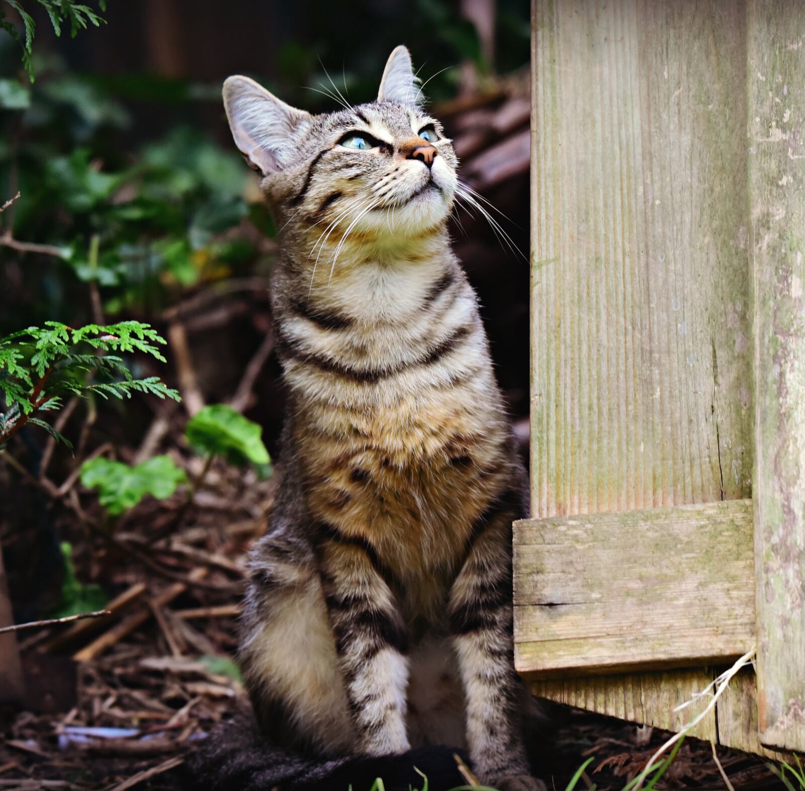 Nikon D750 sample photo. Tabby cat, mackerel, animal photography