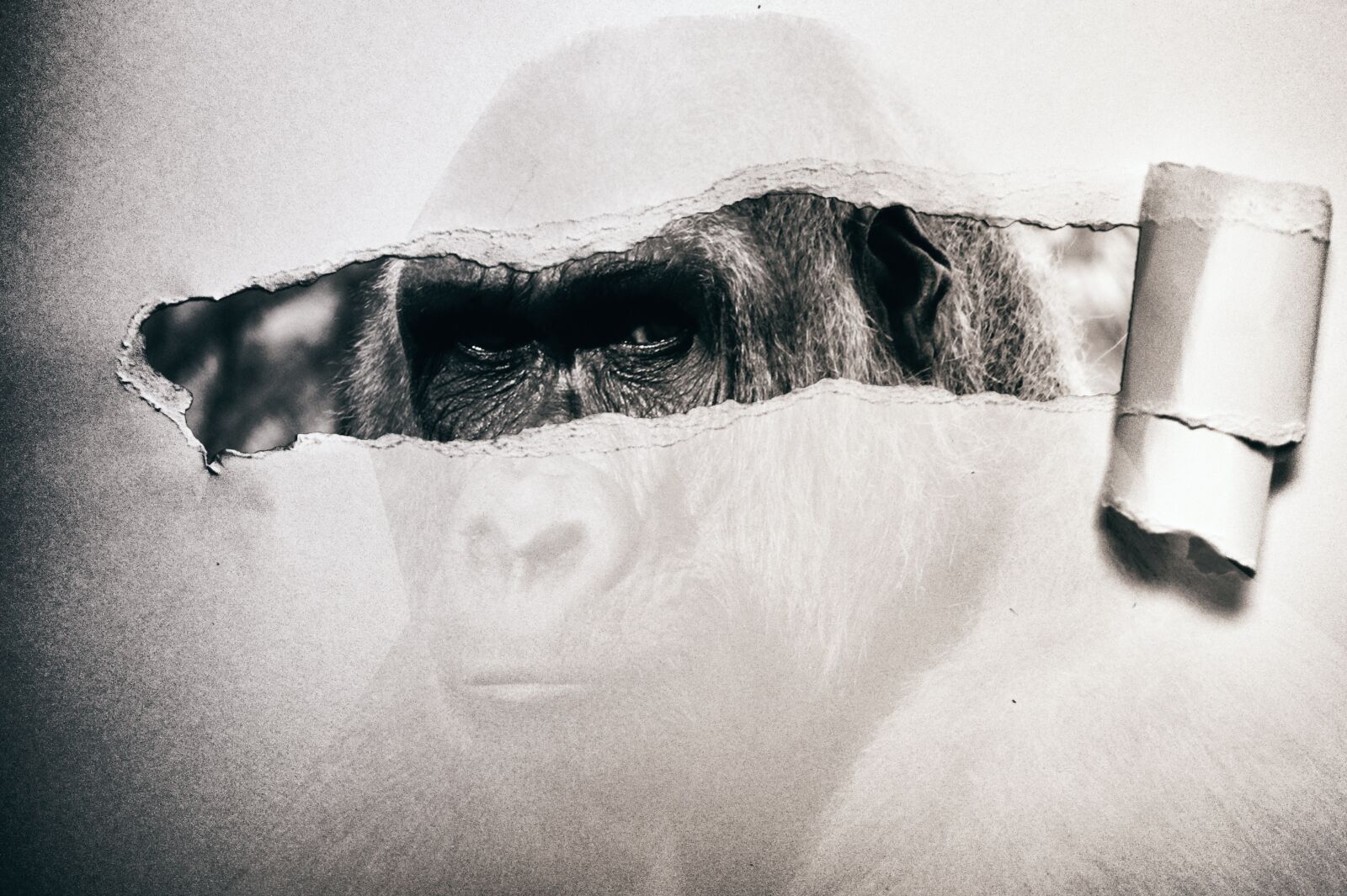 Nikon D5300 sample photo. Gorilla, paper, black and photography