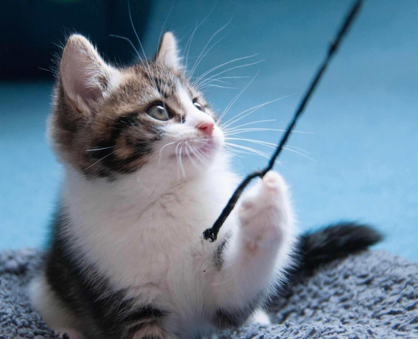 Nikon D300 sample photo. Kitten, playing, animal photography