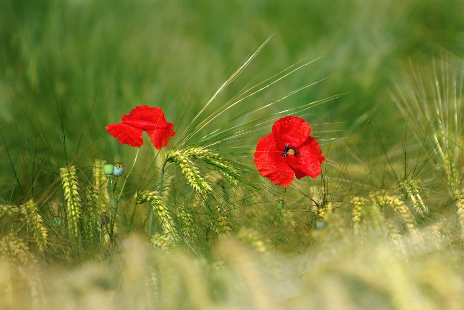 Nikon D80 sample photo. Flower, poppy, red photography
