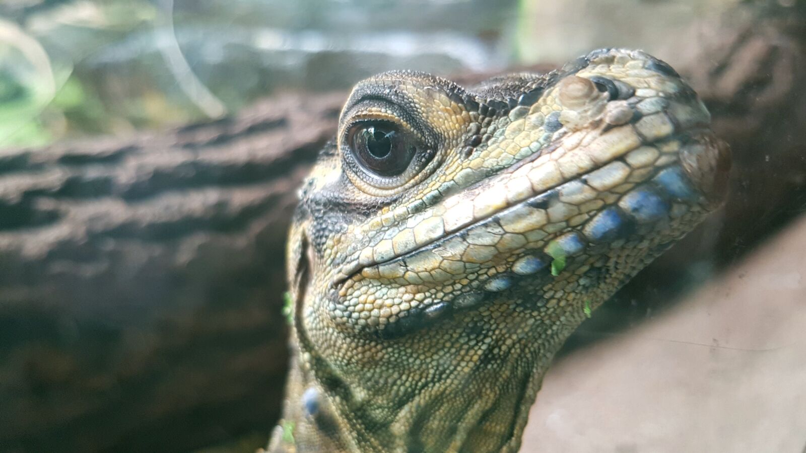 Samsung Galaxy S7 sample photo. Reptile, lizard, head photography