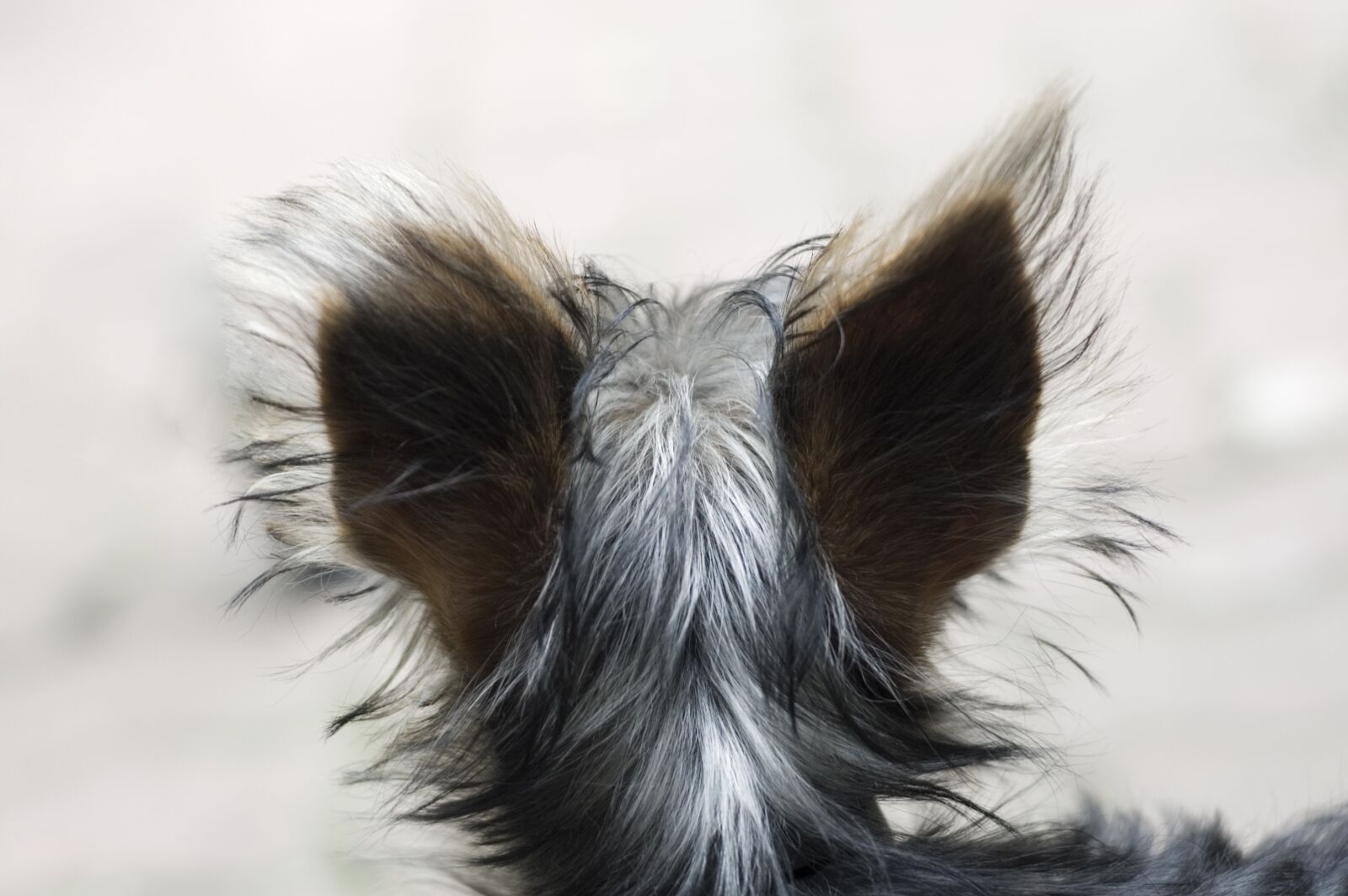 Nikon D50 sample photo. Dog, head, animal photography