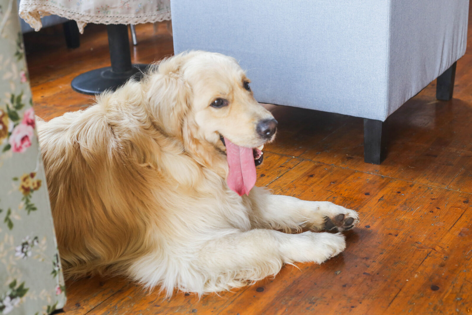 Canon EOS 6D + Canon EF 50mm F1.8 STM sample photo. Golden, dog photography