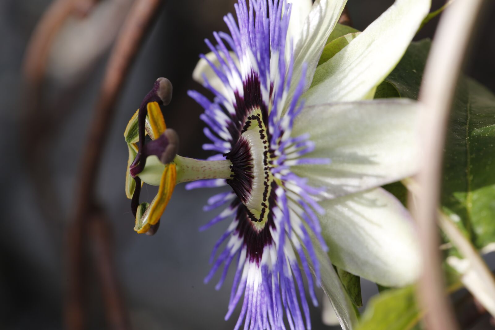 Canon EF 100mm F2.8L Macro IS USM sample photo. Passion flower, blossom, bloom photography