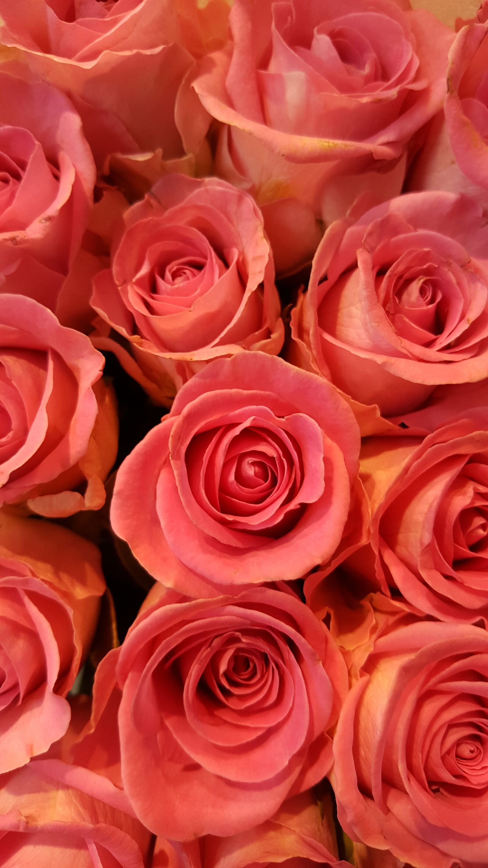 Samsung Galaxy S6 sample photo. Rose, pink, pink roses photography
