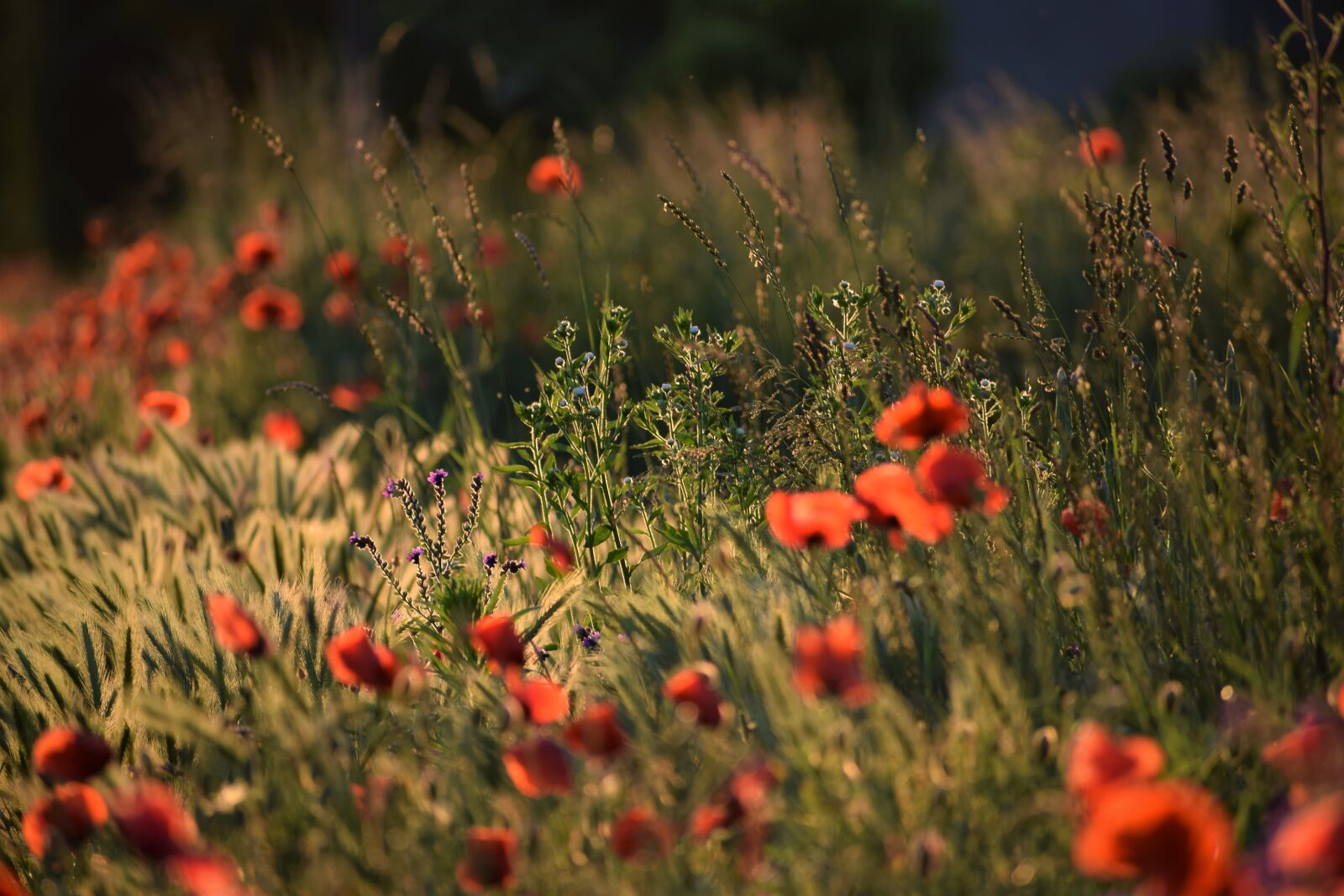 Nikon D3300 sample photo. May flowers, poppys, meadow photography