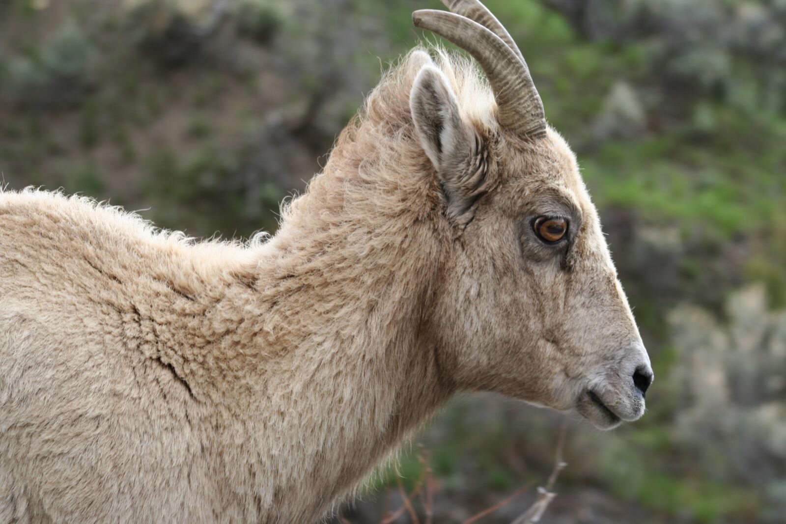 Canon EOS 350D (EOS Digital Rebel XT / EOS Kiss Digital N) sample photo. Animal, big horned sheep photography