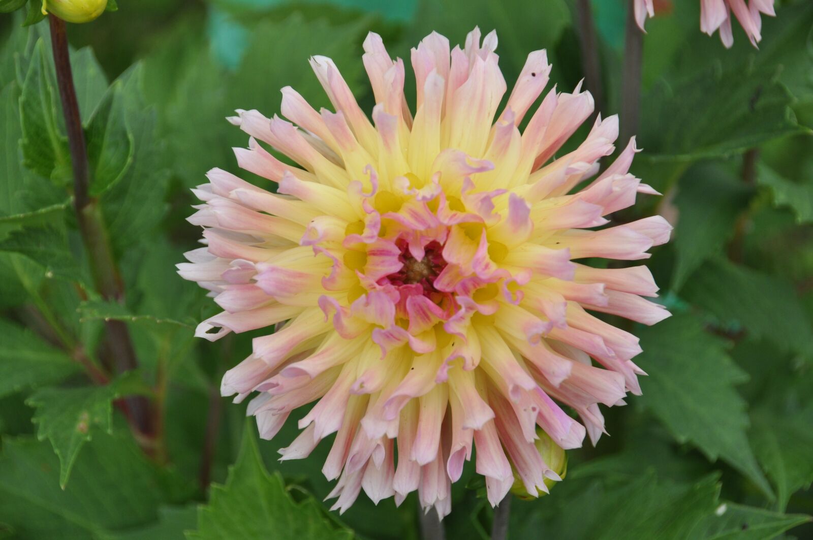 Nikon D90 sample photo. Dahlia, garden, dahlia garden photography