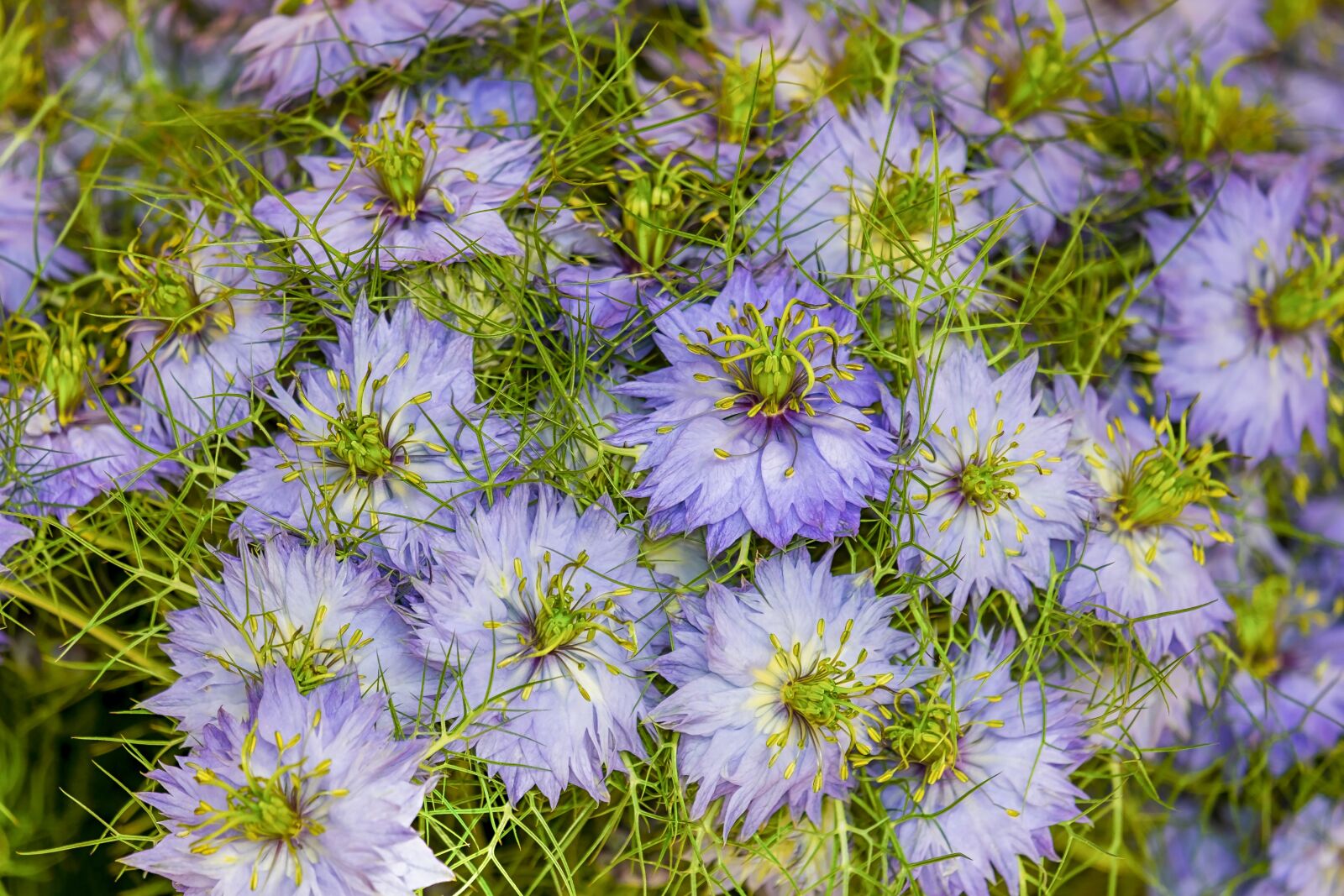 Fujifilm XF 55-200mm F3.5-4.8 R LM OIS sample photo. Flower, blossom, bloom photography
