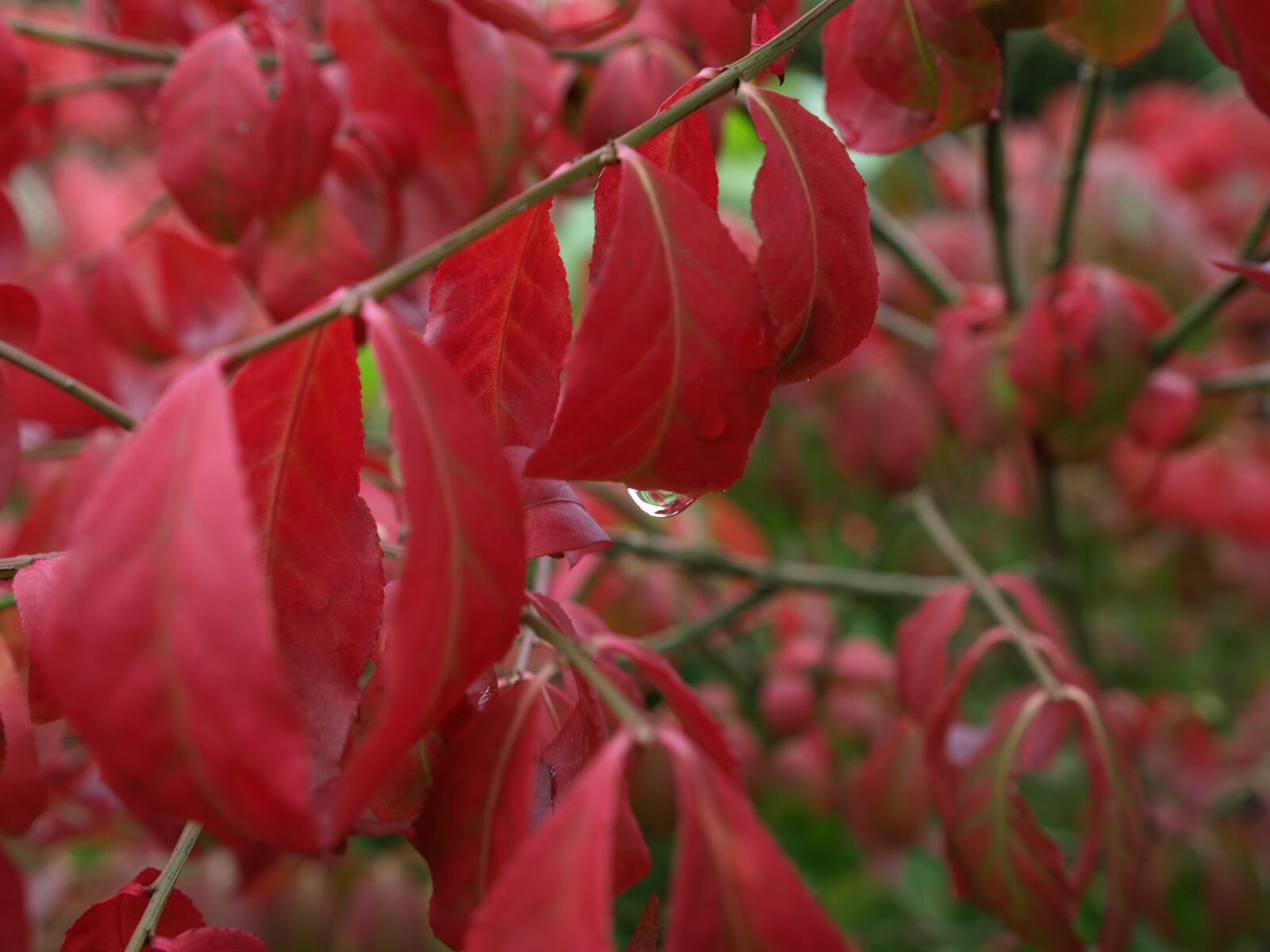 Olympus E-510 (EVOLT E-510) sample photo. Leaves, raindrop, autumn photography