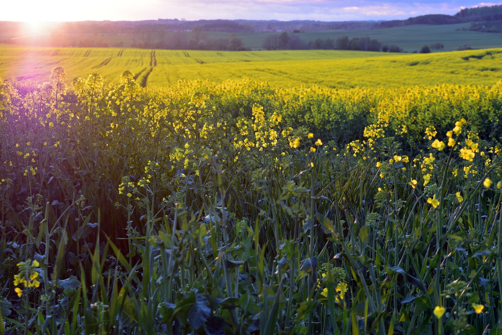 Nikon D3400 sample photo. Rapeseed, field, yellow photography
