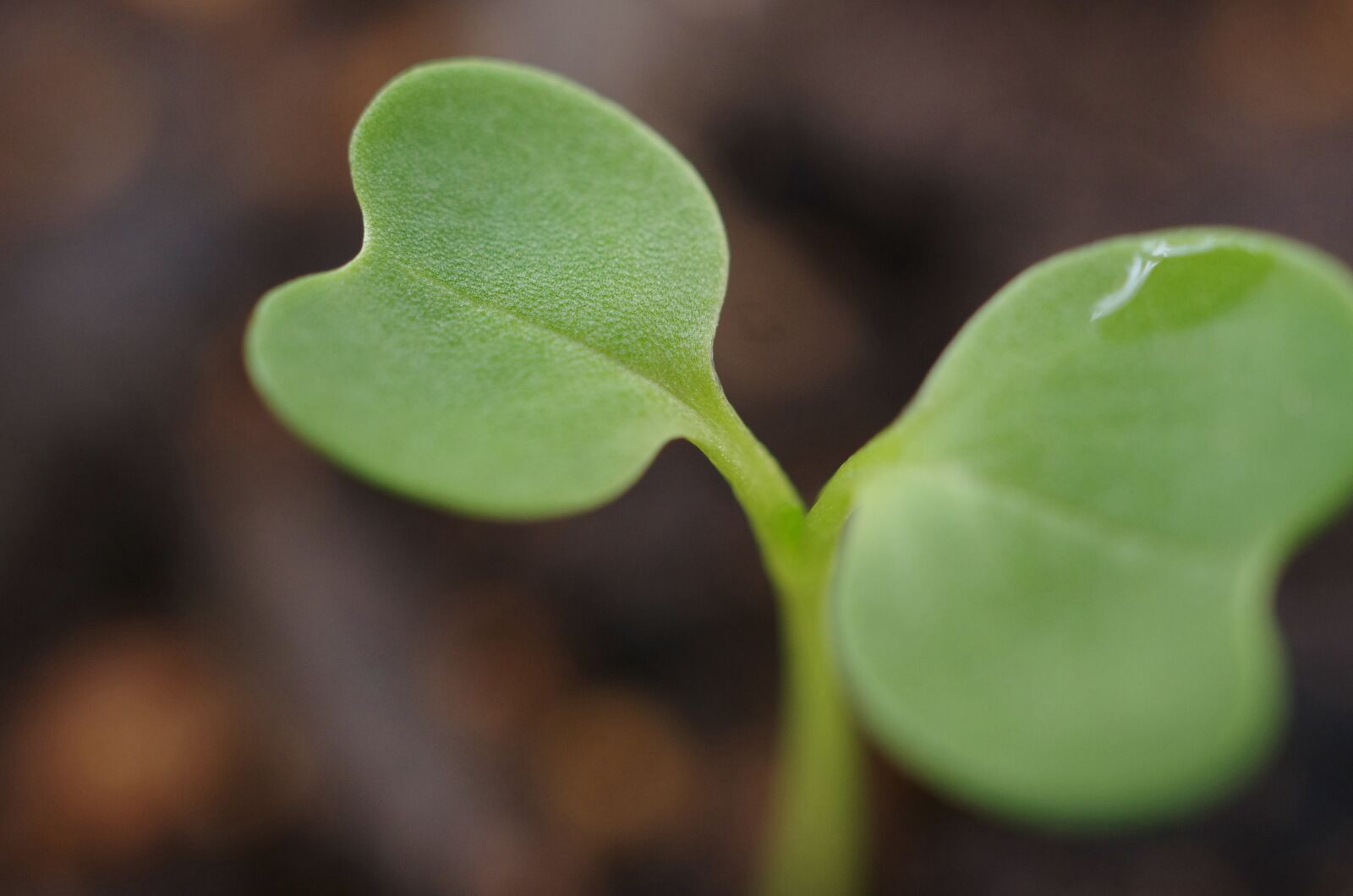 Pentax K-5 II sample photo. Bud, sprout, green photography